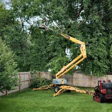 Tree and Shrub Care in Woodstock, IL