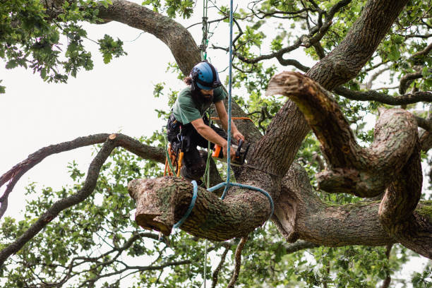 How Our Tree Care Process Works  in  Woodstock, IL