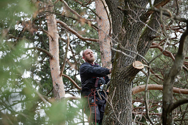 Trusted Woodstock, IL Tree Services Experts